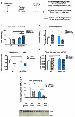 Psychosocial Stress Induces Schizophrenia-Like Behavior in Mice With Reduced MMP-9 Activity